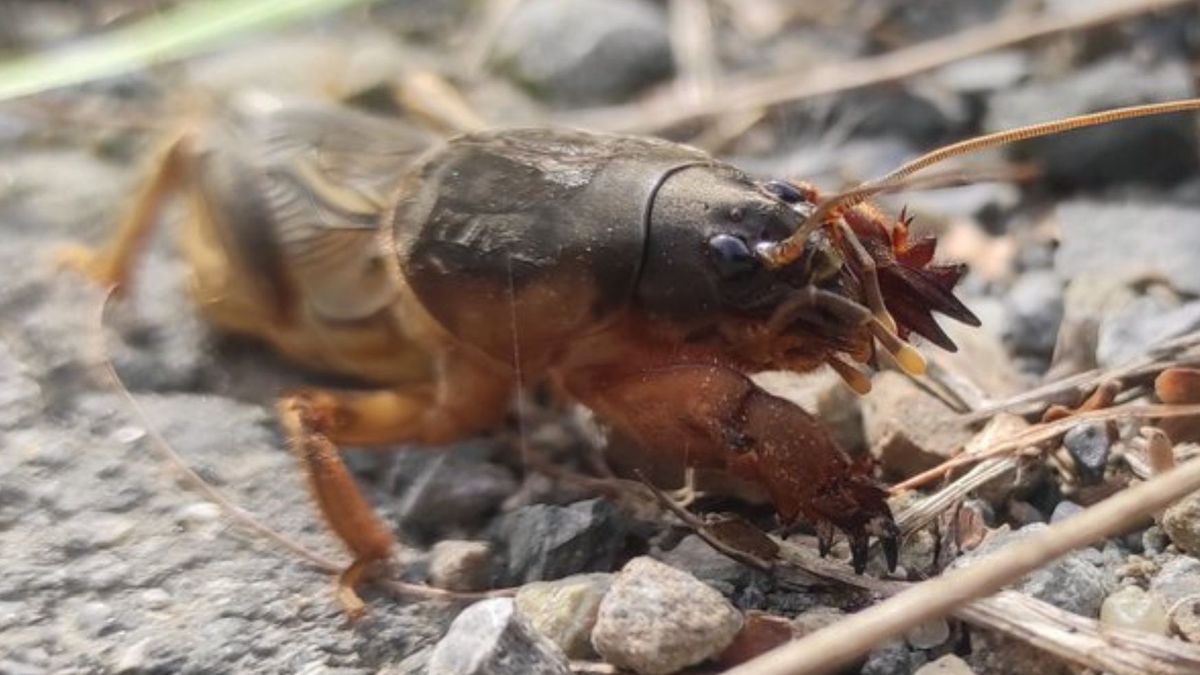 Turkuć podjadek to jego prawdziwa nazwa