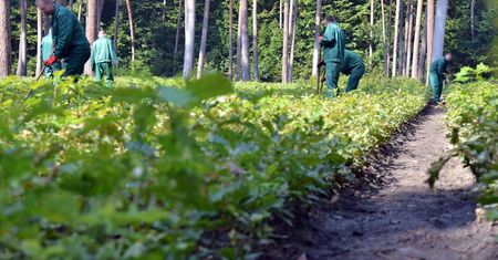 Sprzątają nielegalne wysypiska, sadzą drzewa. Ile na rękę zarabia więzień?