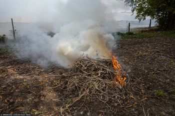 Palenie gałęzi na swojej działce. Oto co mówi prawo