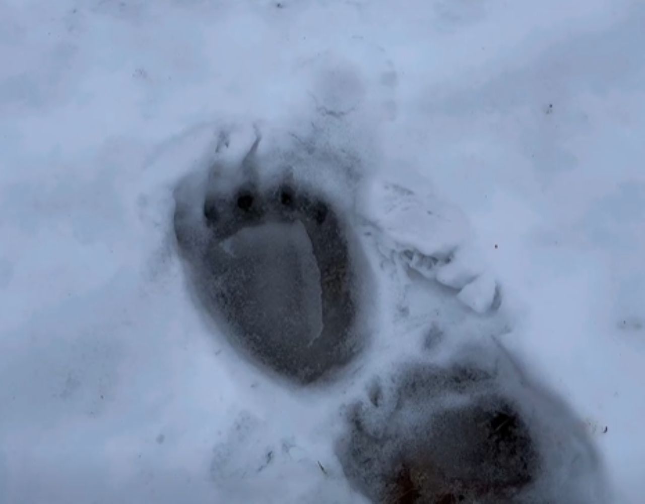 Niedźwiedzie wybudzają się z zimowego snu
