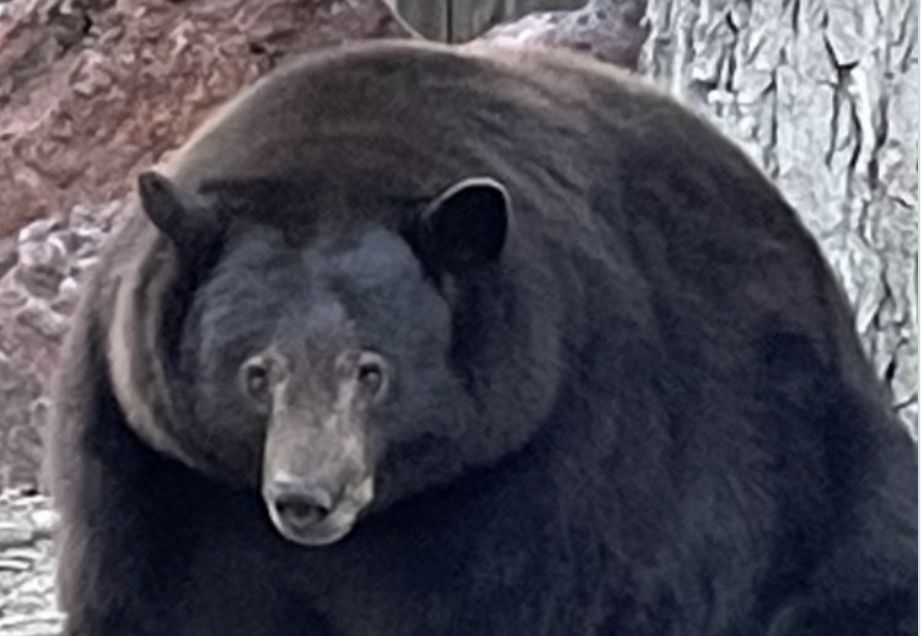 Niedźwiedź włamywacz uprzykrza życie mieszkańcom okolic Tahoa w Kaliforni. Wchodzi do domów jak do siebie i wyżera całe zapasy żywności (Facebook Bear League)
