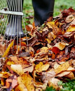 Ognisko tak, ale bez liści i gałęzi. Mandaty są bardzo wysokie