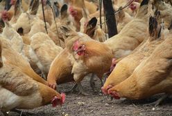 Skażone kurczaki w Nowym Dworze Mazowieckim. Dodano substancję zwalczającą wszy, kleszcze i roztocza