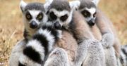 Lemury znalazły się na skraju wyginięcia. Współwinnym jest "Król Julian"