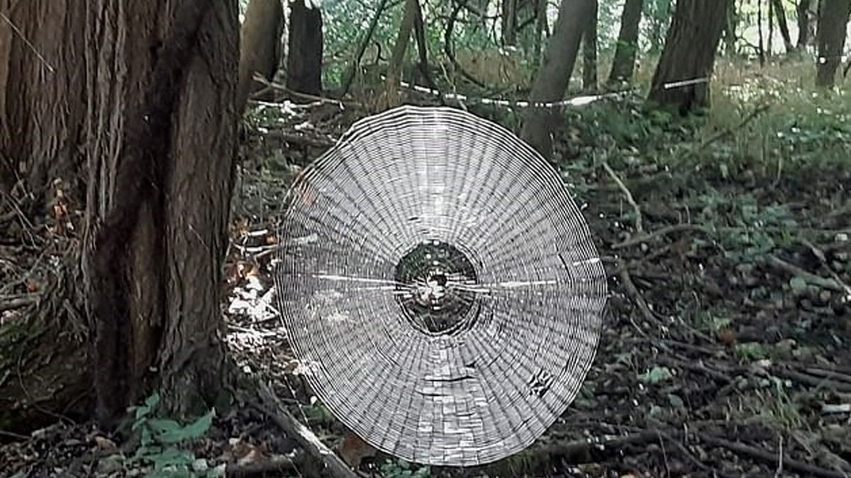Misterna, okrągła sieć została skonstruowana między dwoma drzewami zachwyca i jednocześnie budzi przerażenie.