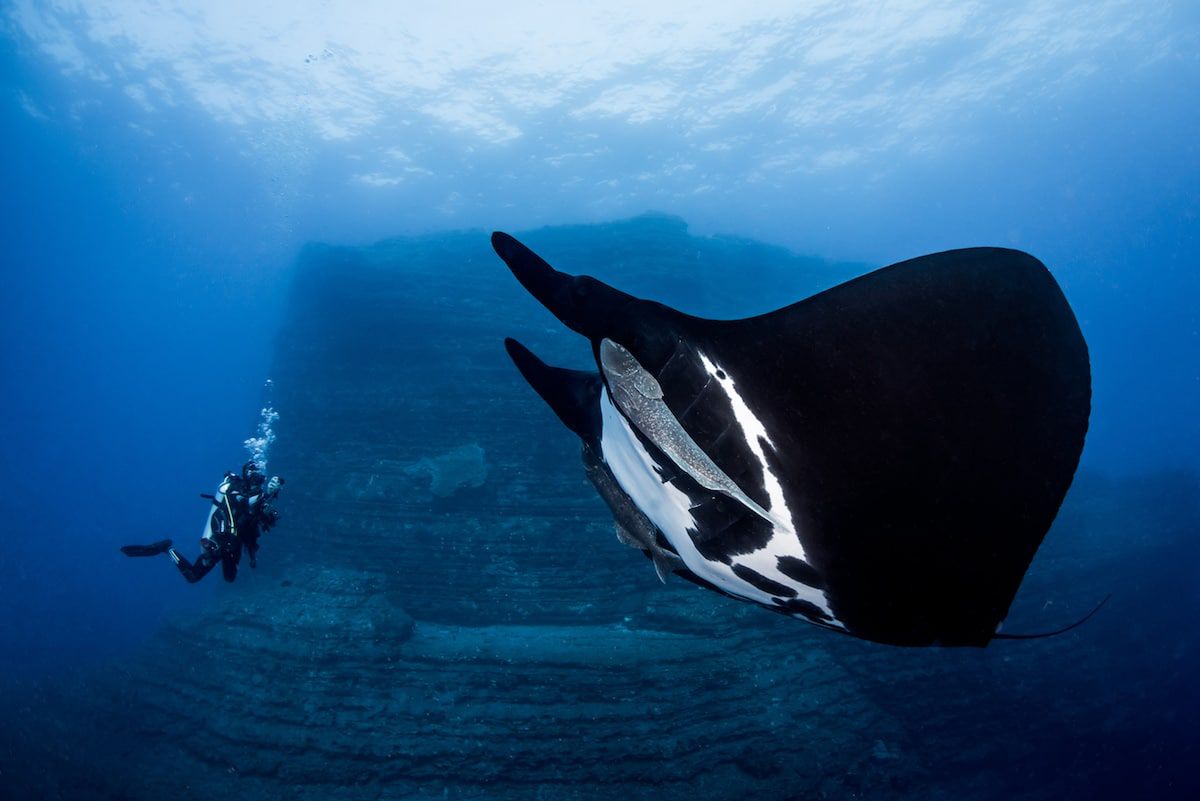 Piękne stworzenia z morskich głębin w konkursie Ocean Art Underwater 8