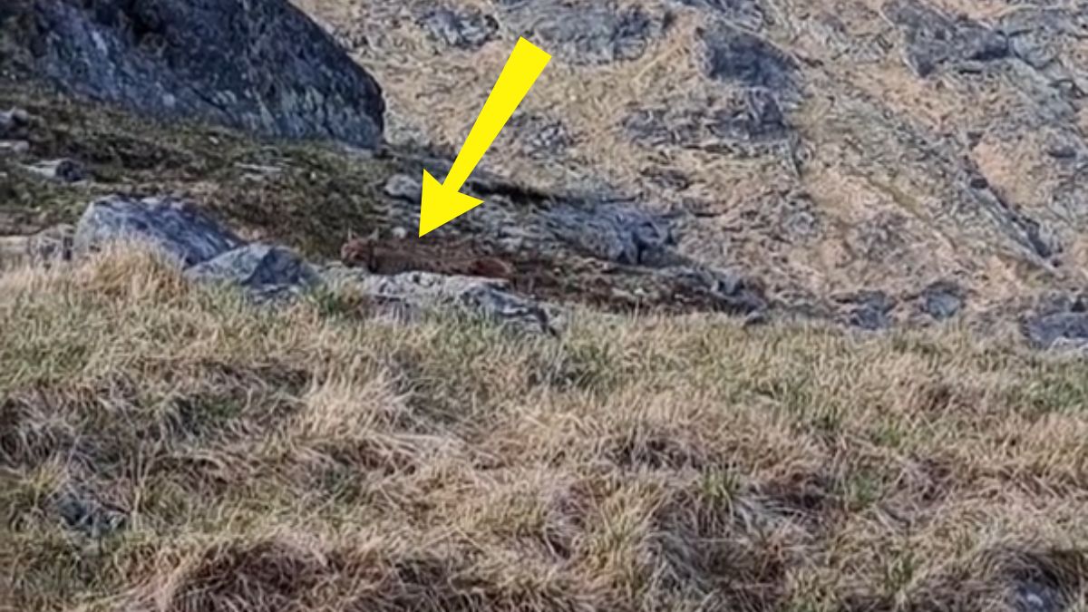 Ryś uchwycony w Tatrach.