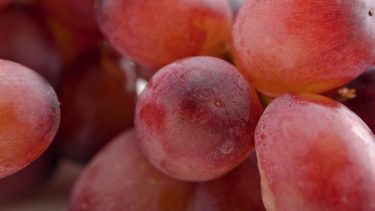 Kiść czerwonych winogron