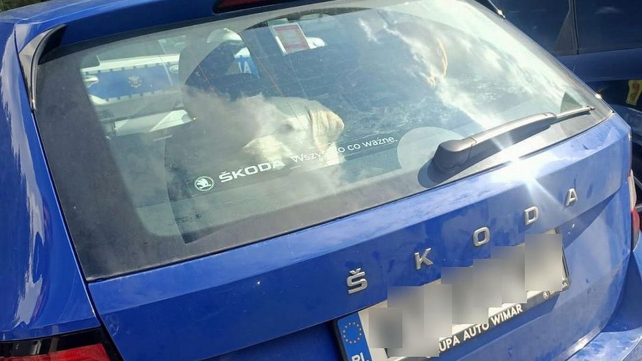 Pies spędził kilka godzin w nagrzanym samochodzie