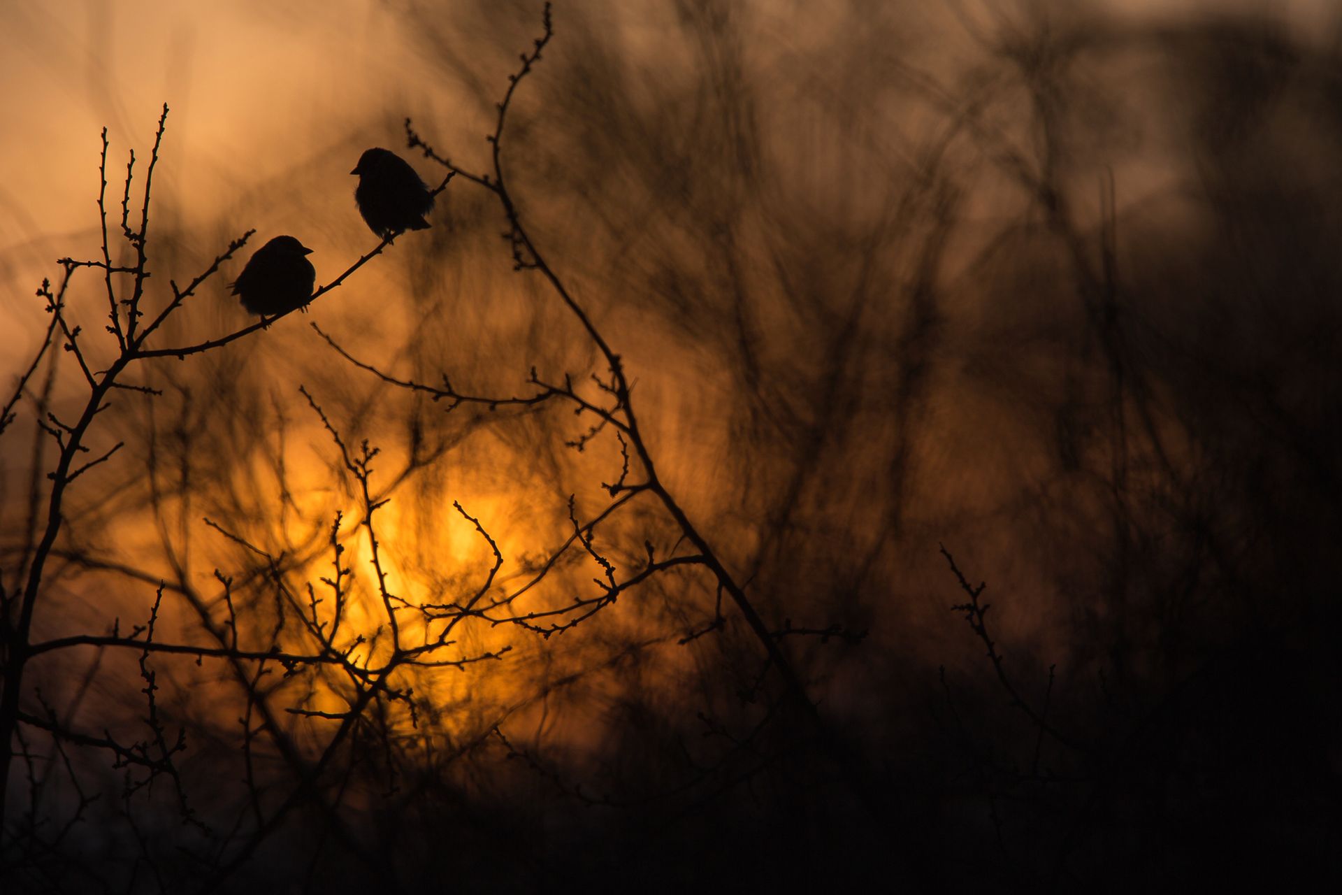 Nature Photographer of the Year 2019: Najpiękniejsze zdjęcia przyrody wybrane 12
