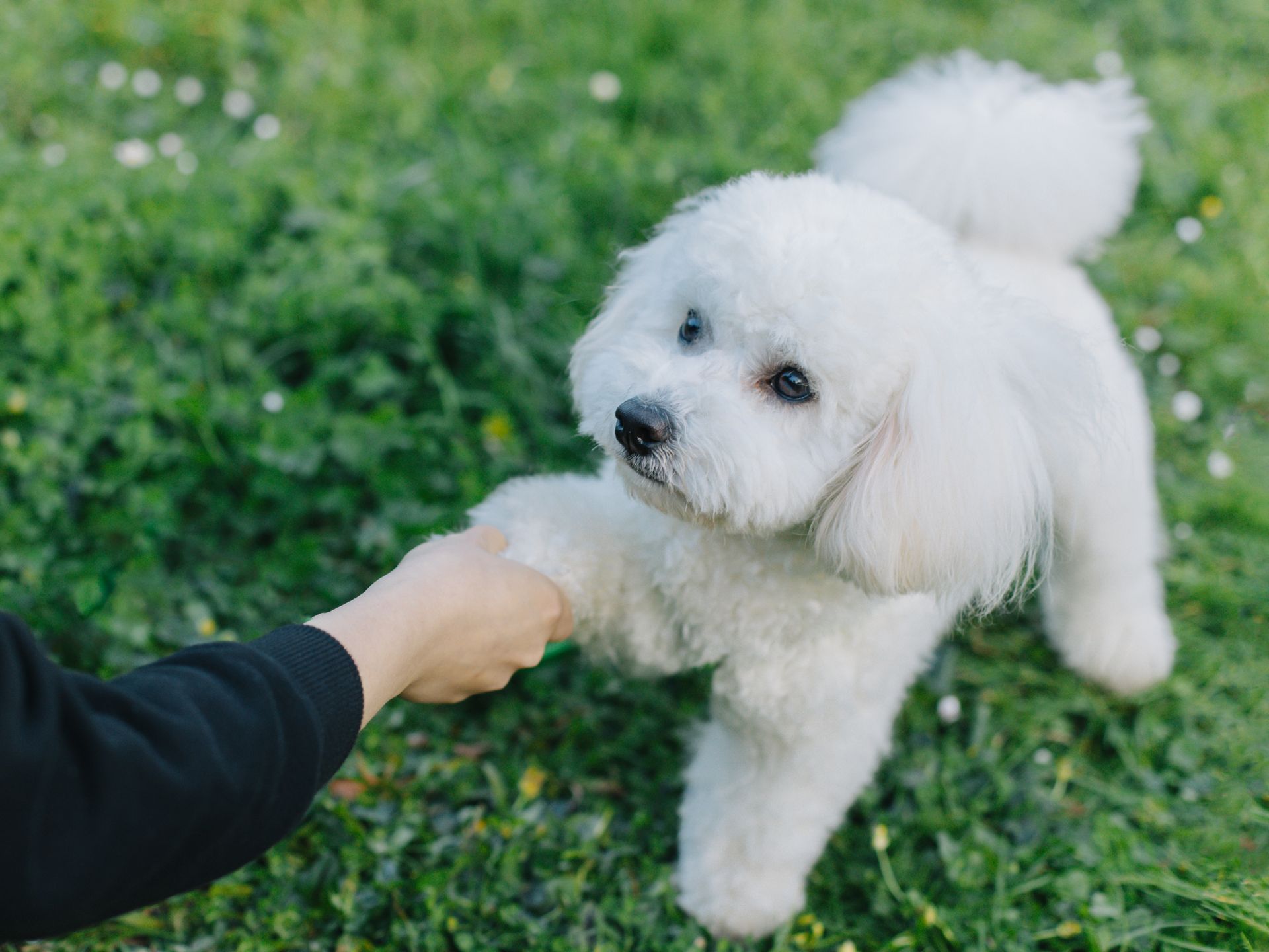 Cute Bichon Frise puppy playing with owner. Portrait of a puppy.
Cute Bichon Frise puppy playing with owner. Portrait of a puppy.
Inna Skaldutska
innaskal@gmail.c
animal, dog, pet, puppy, bichon, cute, small, fluffy, owner, canine, purebred, adorable, breed, looking, cheerful, mammal, domestic, happy, portrait, white, woman, outdoor, enjoyment, friend, frise, togetherness, funny, happiness, fun, young, adult, lifestyle, sunny, day, carefree, doggy, enjoying, friendship, horizontal, playing, joy, pedigree, curly, girl, hand, female, love, little, fur, furry, animal, dog, pet, puppy, bichon, cute, small, fluffy, owner, canine, purebred, adorable, breed, looking, cheerful, mammal, domestic, happy, portrait, white, woman, outdoor, enjoyment, friend, frise, togetherness, funny, happiness, fun, young, adult, lifestyle, sunny, day, carefree, doggy, enjoying, friendship, horizontal, playing, joy, pedigree, curly, girl, hand, female, love, little, fur
