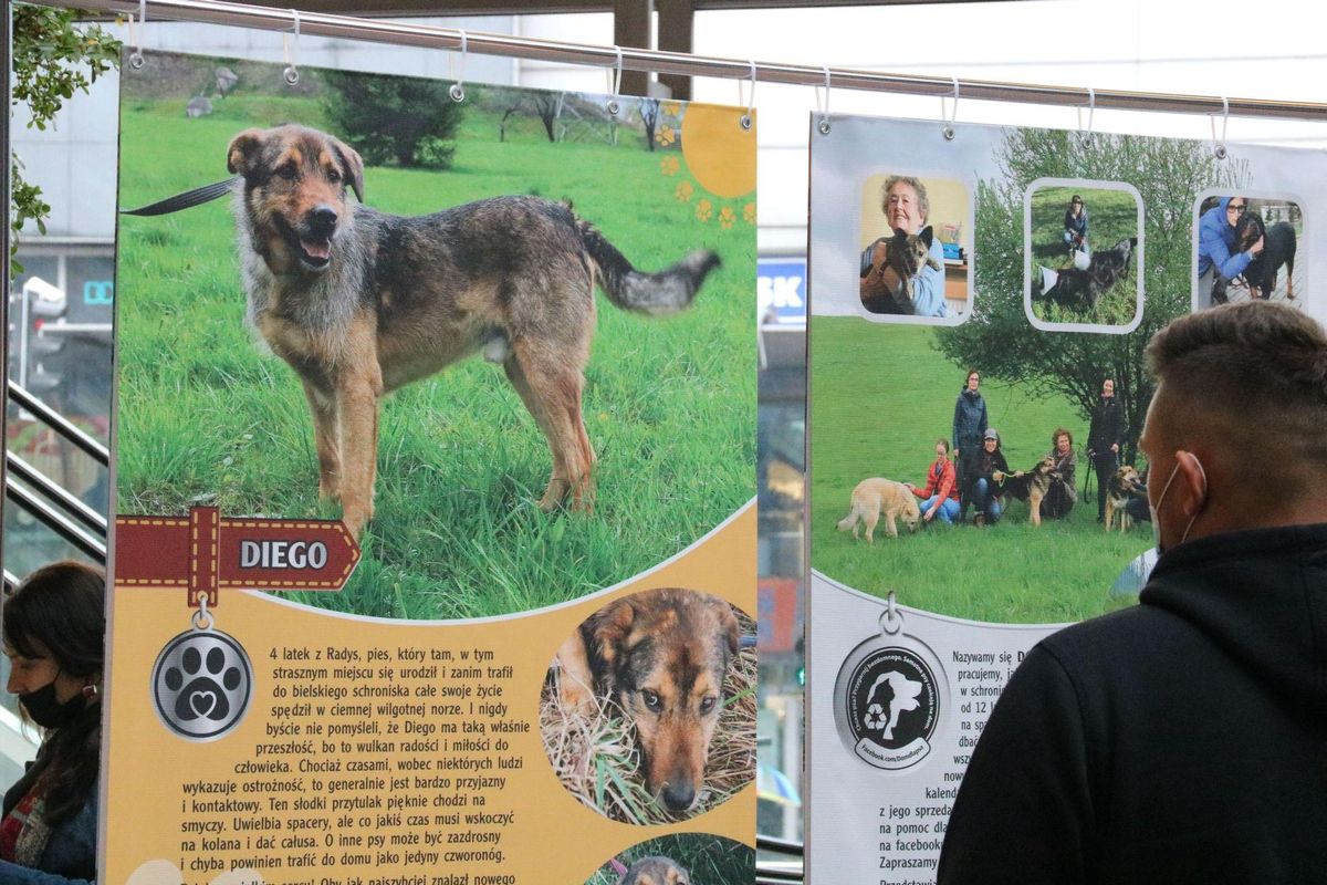 Bielsko-Biała. Wolontariusze liczą, że dzięki wystawie zdjęć psów, uda się im znaleźć nowy dom.
