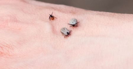 Polują na kleszcze przez cały dzień. Zaproś do ogrodu