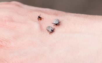 Polują na kleszcze przez cały dzień. Zaproś do ogrodu