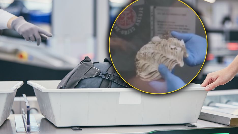 Turystka próbowała wwieźć do Polski muszle z Tajlandii 