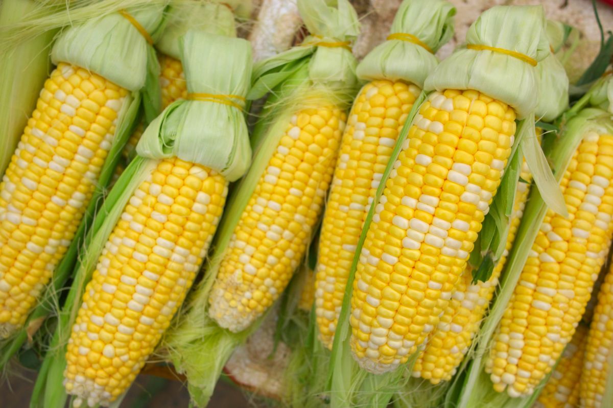 Is sweet corn healthy?