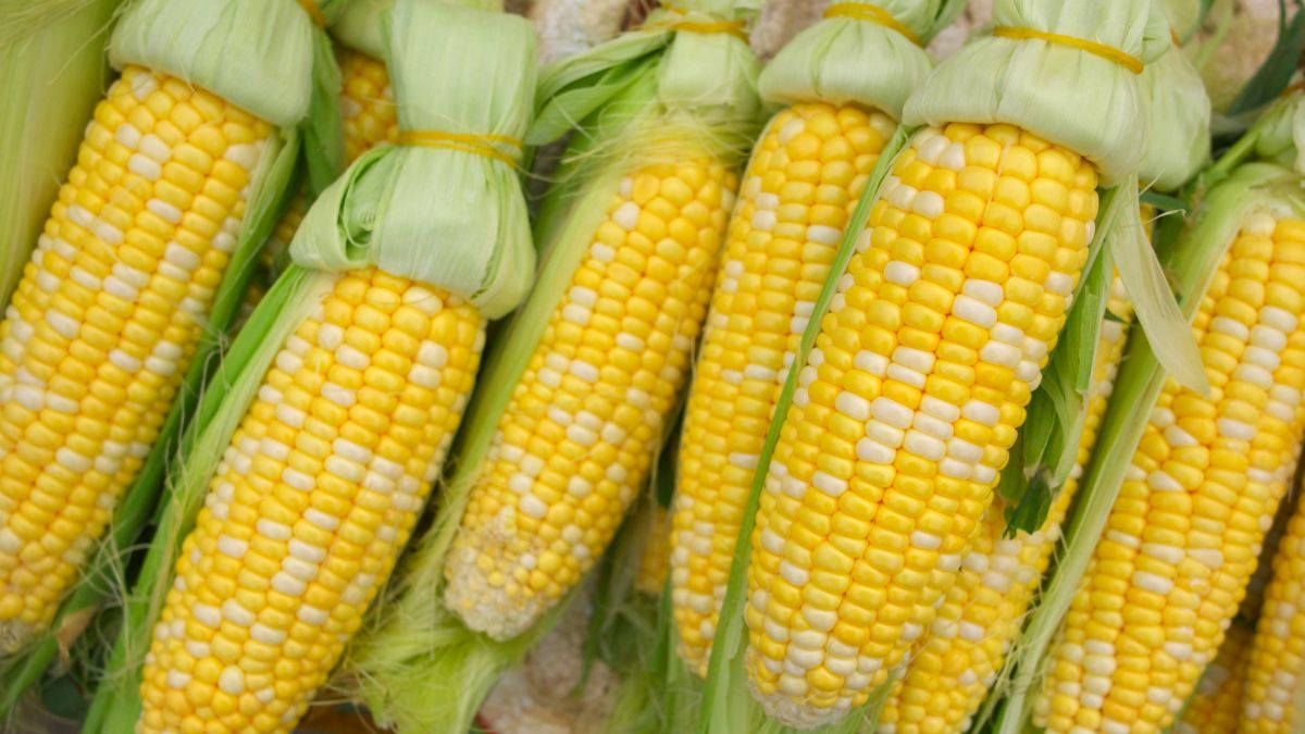 Czy kukurydza cukrowa jest zdrowa?
