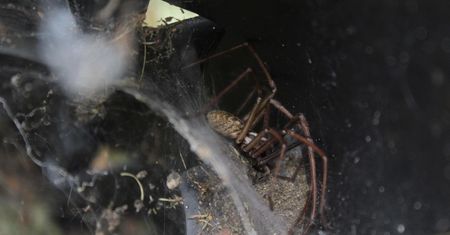 Pająki w Polsce - czy mogą być niebezpieczne dla człowieka? Przegląd najpopularniejszych gatunków pająków