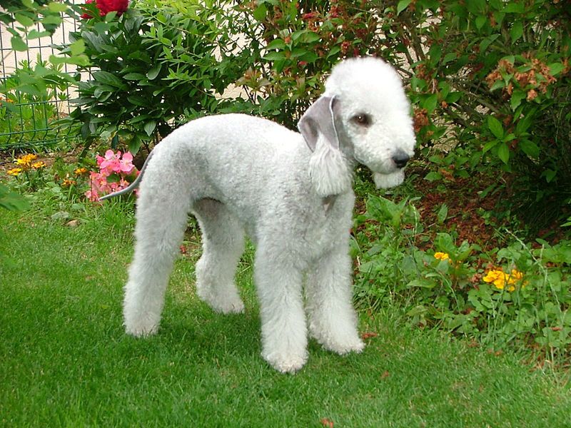 Bedlington terier