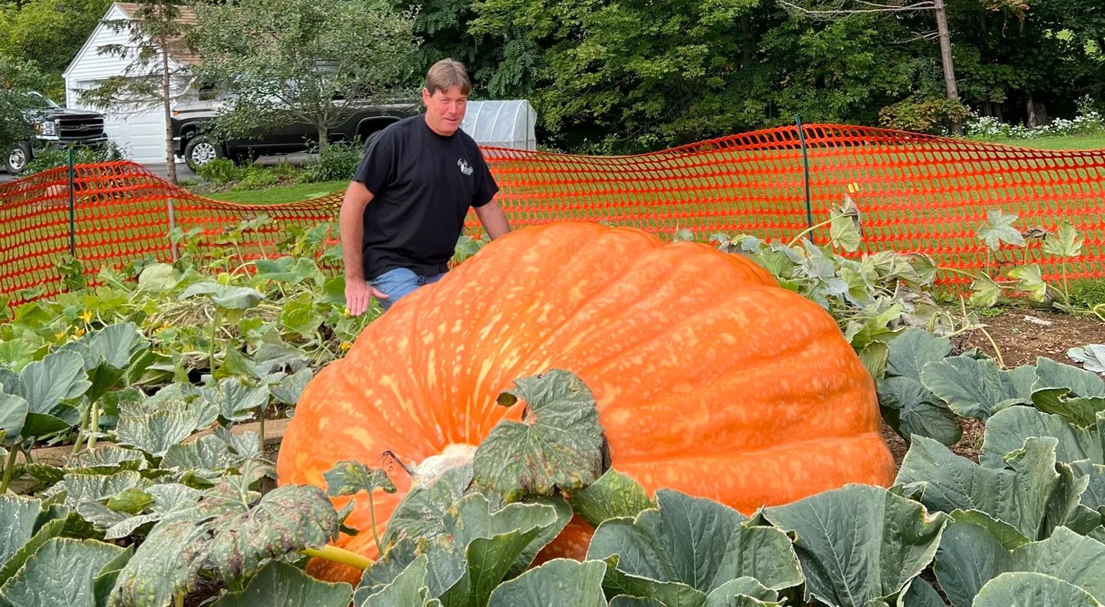 Rolnik wyhodował 855-kilogramową dynię. Teraz ujawnił, jak tego dokonał