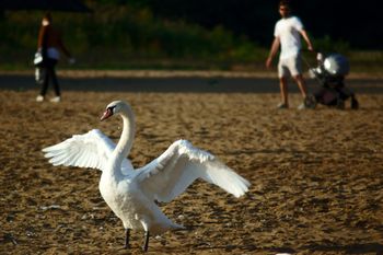 Częstochowa: Środkiem drogi spacerował łabędź