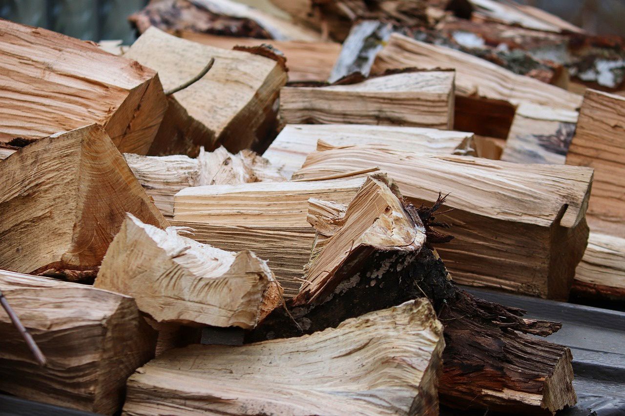 Valuable ancient trees are disappearing from the map of Canada