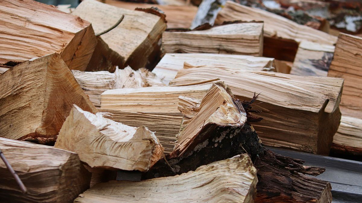 Cenny starodrzew znika z mapy Kanady