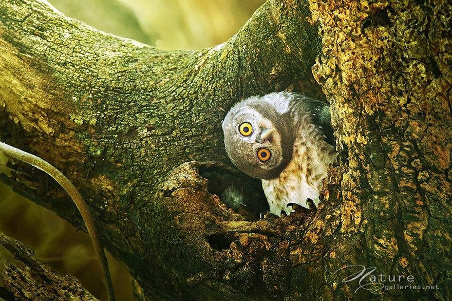 Cudowne życie sów uchwycone na fotografiach Sasi Smith 5