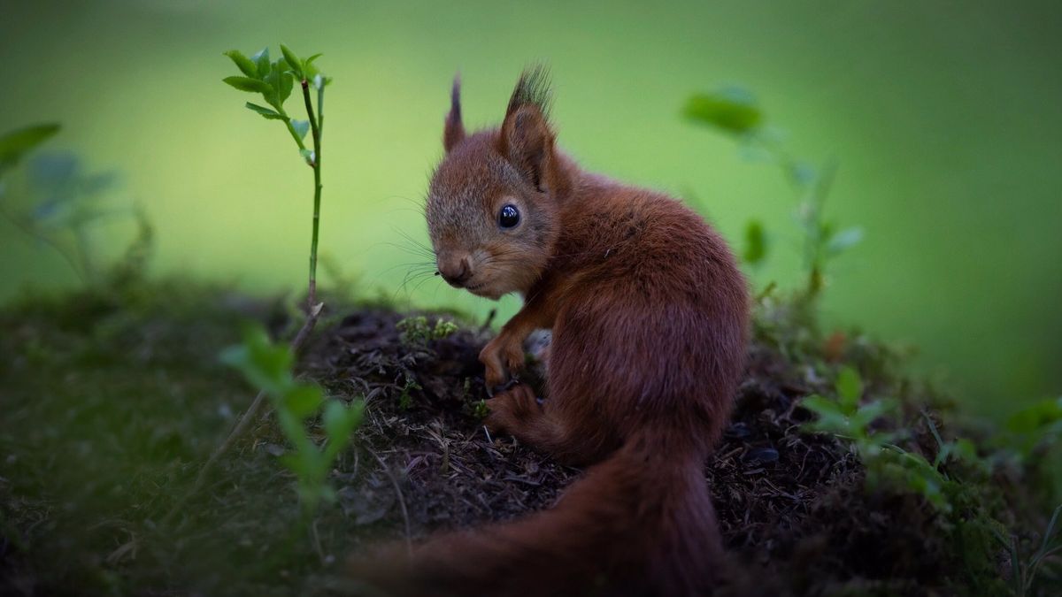 Fotografka została mamą dzikich zwierząt. Ufają jej bezgranicznie 1