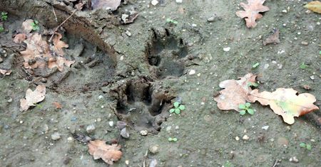 Uwaga na wilki. Władze miasta wydały komunikat