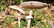 Tak odróżnisz kanię od muchomora. Oto najlepszy patent