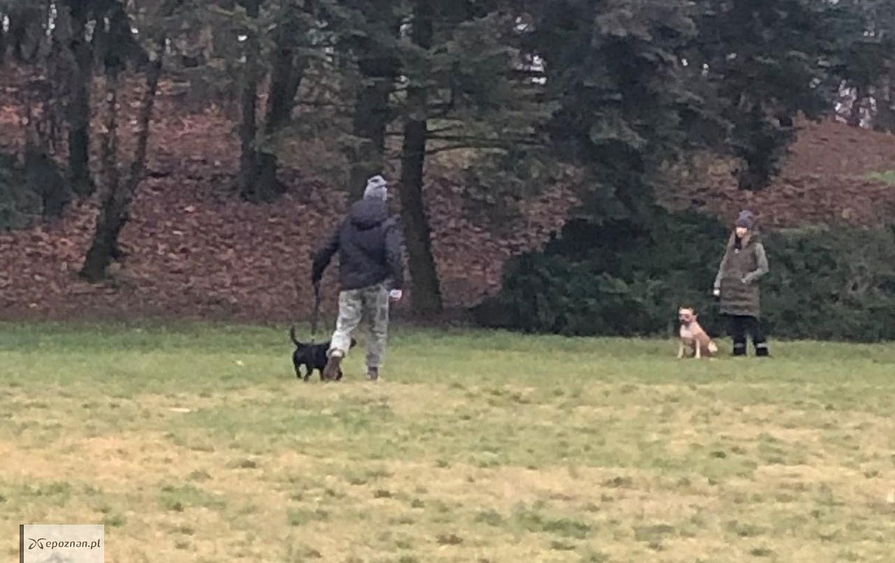 Kobieta pobita przez właściciela agresywnego psa