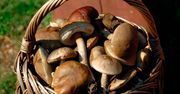 Omijamy te grzyby w lesie. Nie mamy świadomości, że są jadalne i aż tak smaczne