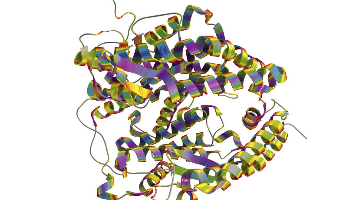 Białko to jeden z najważniejszych składników odżywczych