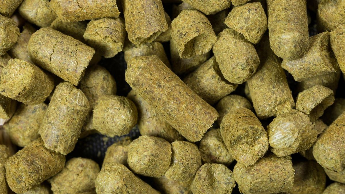 Chmiel to roślina, której możliwości wykraczają daleko poza produkcję piwa