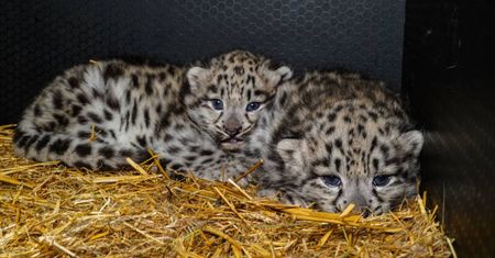 W ZOO we Wrocławiu urodziły się pantery śnieżne. Są zdjęcia