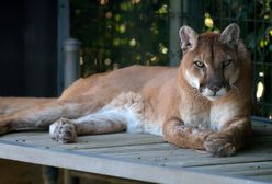 Śląsk. Trwają poszukiwania mężczyzny, który uciekł z pumą. Jest komunikat policji
