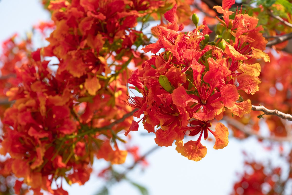 Akacja tropikalna podczas kwitnienia to jedna z najczęściej fotografowanych roślin