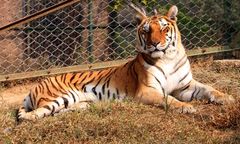 Tragiczny wypadek w zoo w Zurychu. Tygrys zabił 55-latkę