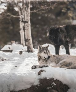 Uwaga na wilki. Apel do mieszkańców jednego regionu