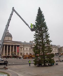 Wielkie szyderstwo z choinki od Norwegii. W Londynie słychać głośny śmiech