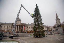 Wielkie szyderstwo z choinki od Norwegii. W Londynie słychać głośny śmiech