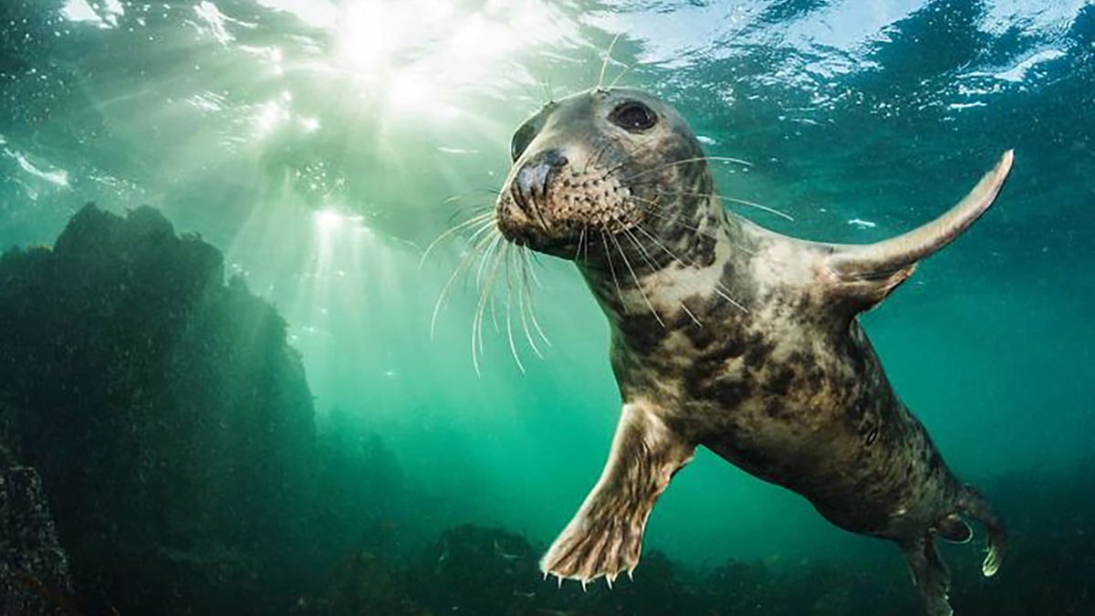 10 lat konkursu British Wildlife Photography Awads. Oto najlepsze zdjęcia 1