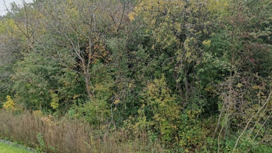 Zwłoki nastolatków znaleziono na terenach zielonych w rejonie ulic Kazimierza Chłędowskiego i Dworaka.