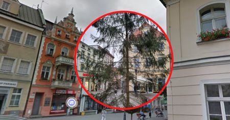 Taką choinkę postawili w Zielonej Górze. Nawet prezydent zaniemówił