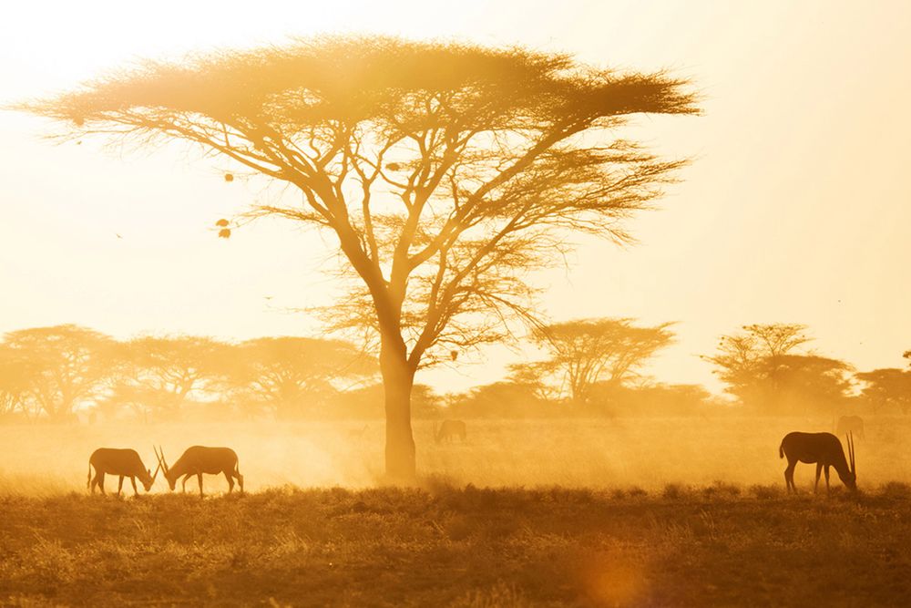 Zobaczcie najlepsze zdjęcia konkursu GDT European Wildlife Photographer of the Year 2016 9