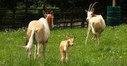 Kolejne narodziny w płockim ogrodzie zoologicznym!