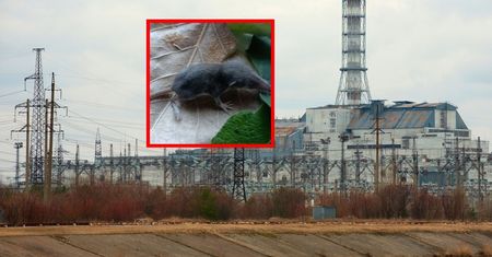 Zauważyli go koło Czarnobyla. W ciągu doby zjada masę samego siebie