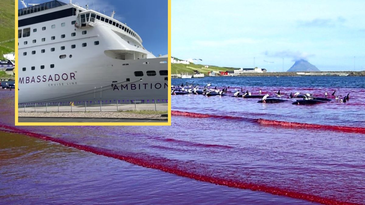 Turyści obserwowali zabijanie 78 delfinów