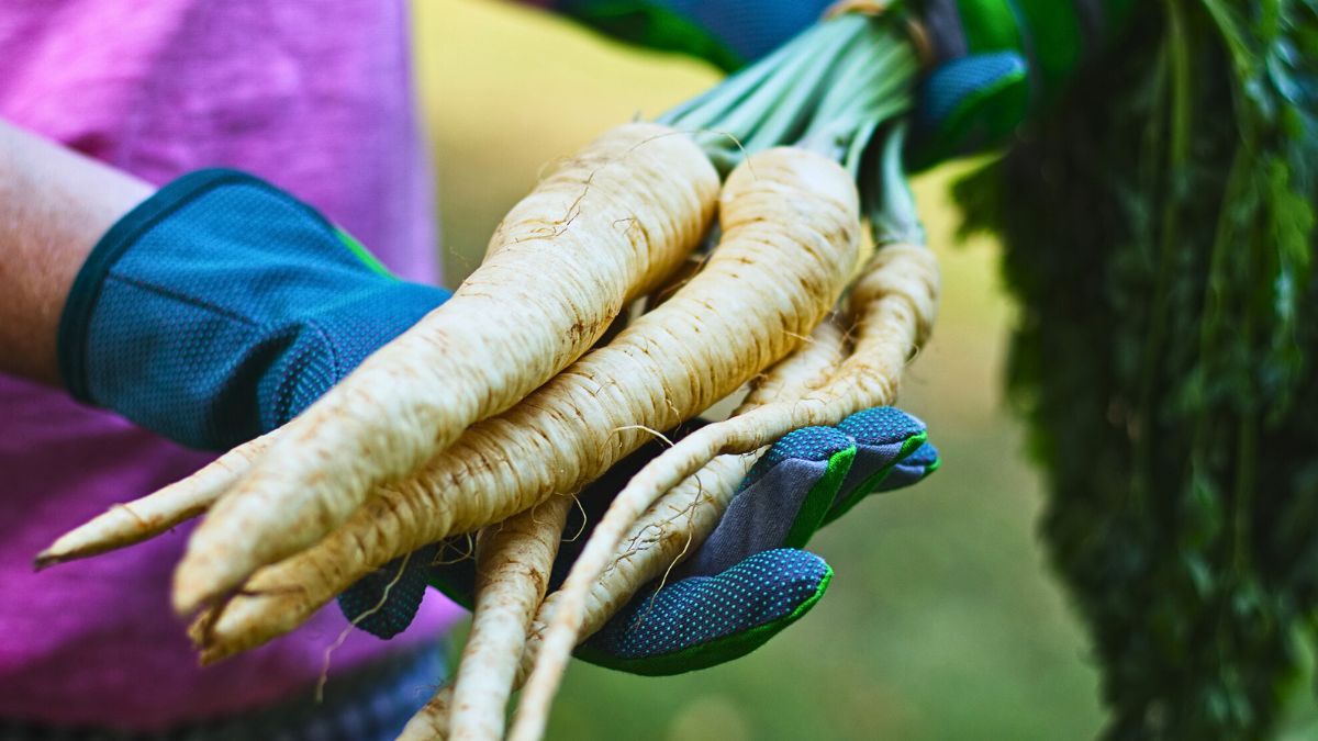 Kobieta trzyma w rękach pietruszkę